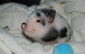 Круглый минипиг