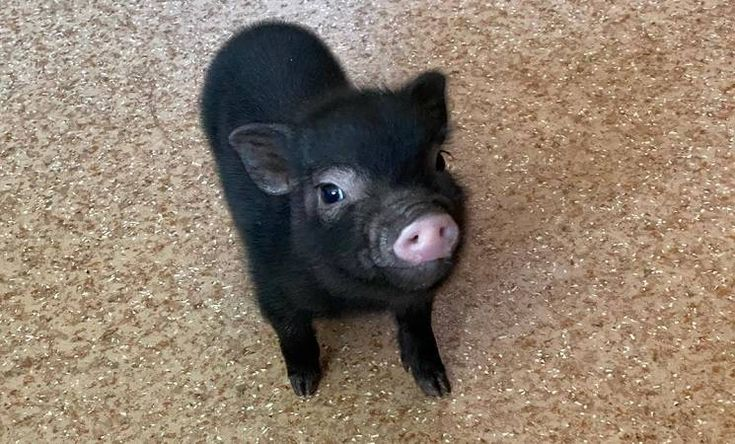 Черный минипиг