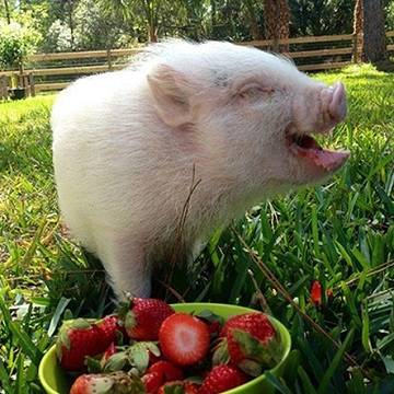 Минипиг кушает